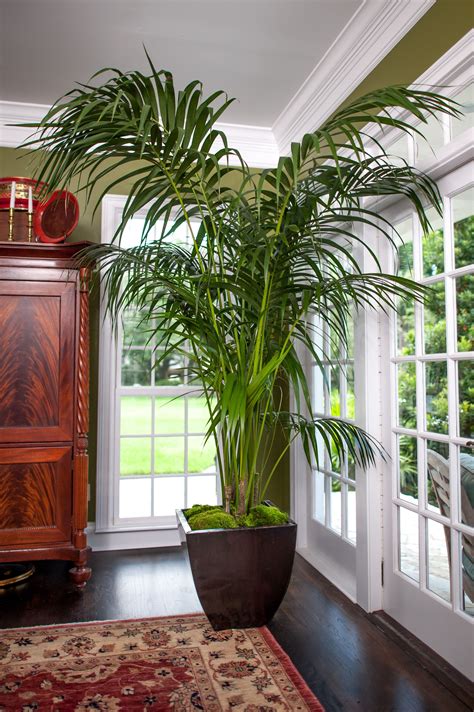 Florida Kentia Palm Indoor Palm Trees Indoor Palms Plant Decor Indoor
