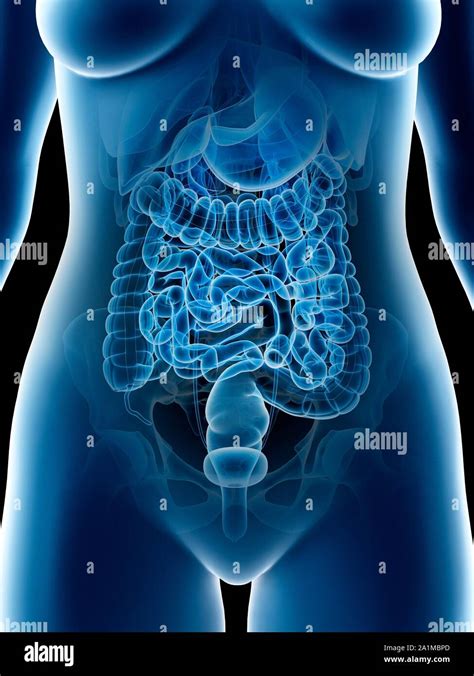 Female Abdominal Organs Computer Illustration Stock Photo Alamy