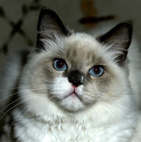 Ragdoll Mix Kitten Photograph By Larry Allan Pixels