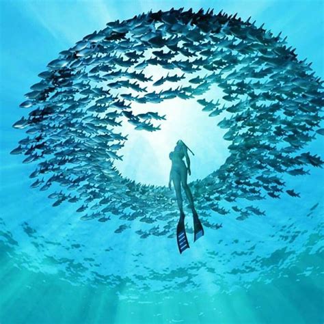 Amazing Underwater World Underwater Photography Underwater Photos