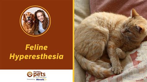 Feline Hyperesthesia Syndrome Catpedia