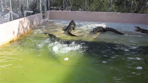 Alligators Feeding Youtube
