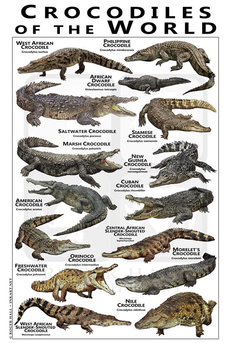 Crocodiles Of The World Poster Field Guide Etsy