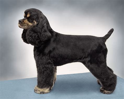 Maybe you would like to learn more about one of these? American Cocker Spaniel Suburban & Field Trims ...