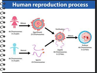 Reproduction Process Human Infographic Royalty Free Vector