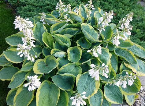 Hosta ‘frances Williams Everglades Nurseries