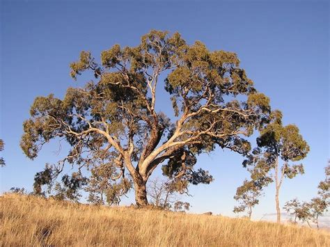 Australia Had Some Trouble Defining What Makes A Tree Australian