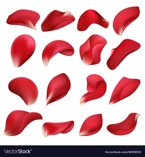 Download Realistic red rose flower petals isolated on white ...