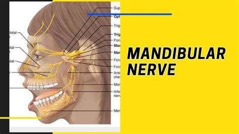 Mandibular Nerve Part 1 Youtube