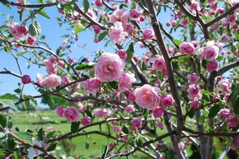 Crabapple Park City Gardens