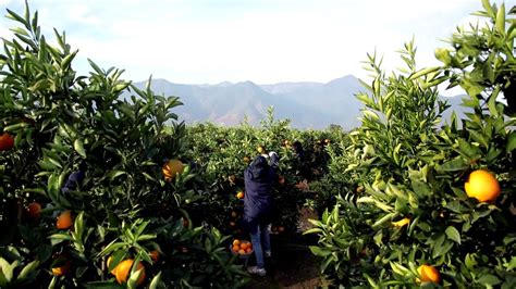 Além de serem parte integrante de uma alimentação saudável pois são repletas de vitaminas e nutrientes, elas auxiliam no. Frutas de Chile / Fruits from Chile - YouTube