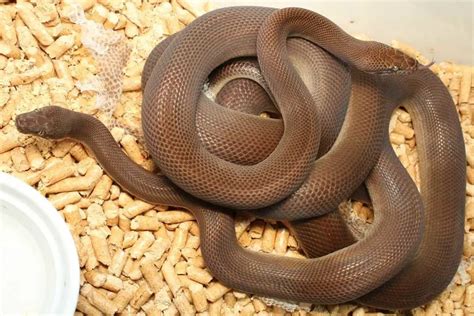 10 Childrens Python Morphs With Pictures