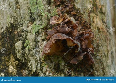 Wild Mushrooms That Grow On Tree Trunks Stock Photo Image Of Food