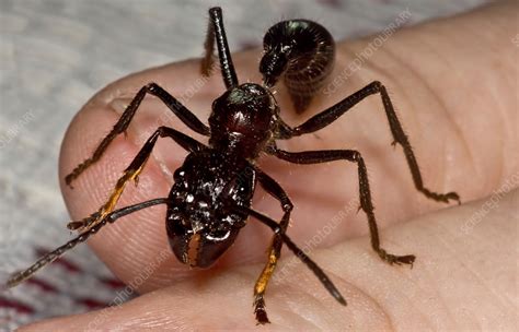 Bullet Ant On Hand Stock Image C0338678 Science Photo Library