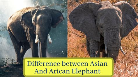 what is difference between asian and african elephants asian vs african elephant comparison
