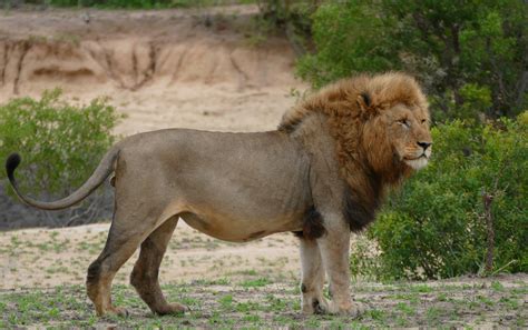 Filelion Panthera Leo 30941994012 Wikimedia Commons