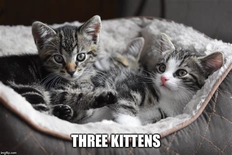 Three Kittens Imgflip