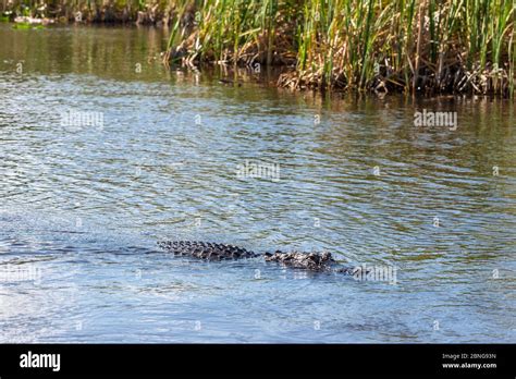 American Alligator Swimming Hi Res Stock Photography And Images Alamy