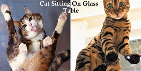 Cat Sitting On Glass Table Is The Funniest Thing Ever