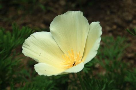 How To Grow California Poppy From Seed Eschscholzia