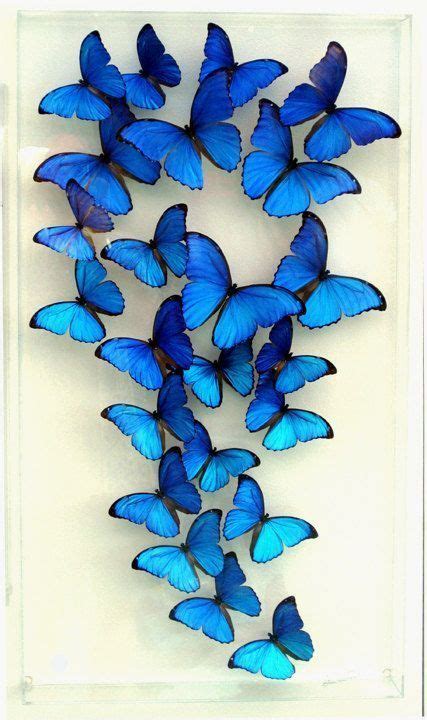 Top 14 Most Beautiful Butterflies In The World Amazing Colors Shapes