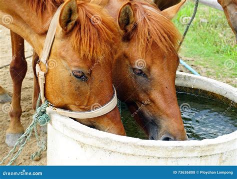 Horses Drinking Water Stock Photo Image Of Little Horse 73636808
