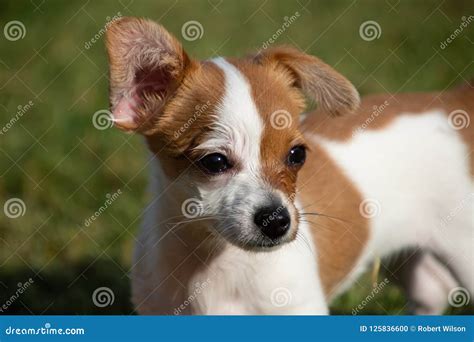 A Tiny Dog With One Ear Up And One Ear Down Stock Photo Image Of