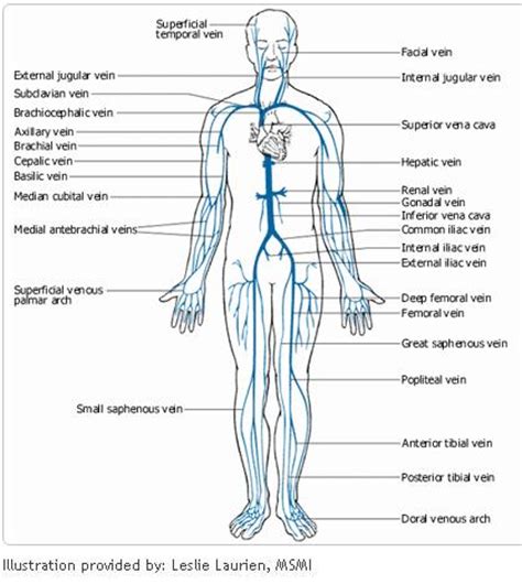 Superior medial and lateral genicular arteries 5. SC : Veins | Cardiovascular & Exocrine System