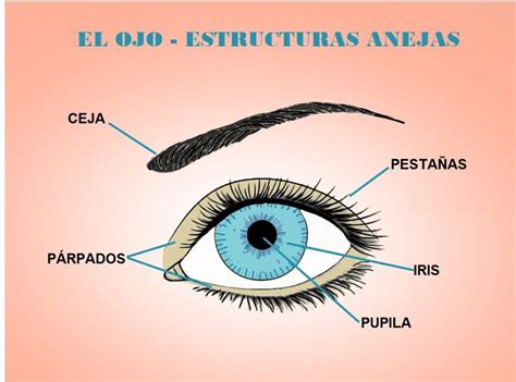 Temblar Frustraci N Novela De Suspenso Esquema Del Ojo Humano Y Sus