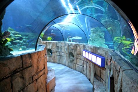 Sea Life Aquarium Carlsbad Ca California Beaches