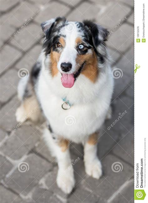 Happy Australian Shepherd Dog Posing Outdoors Stock Photo Image Of