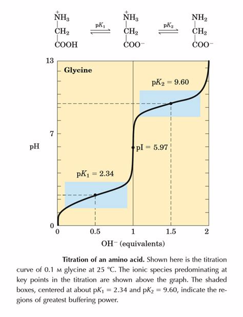 Titration Curve Amino Acid