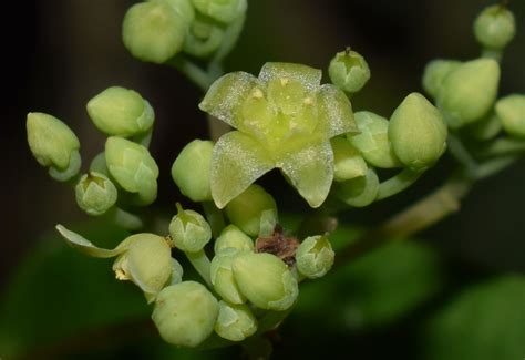 Sabia Lanceolata Colebr Plants Of The World Online Kew Science