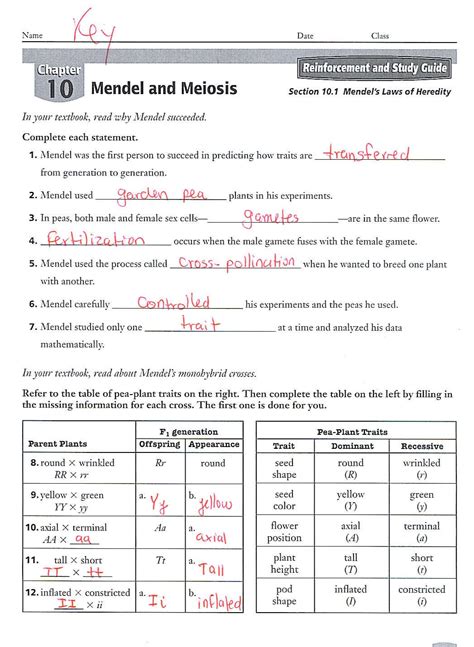 Matching vocabulary terms matching the phases of. Biology Section 11 4 Meiosis Worksheet Answer Key