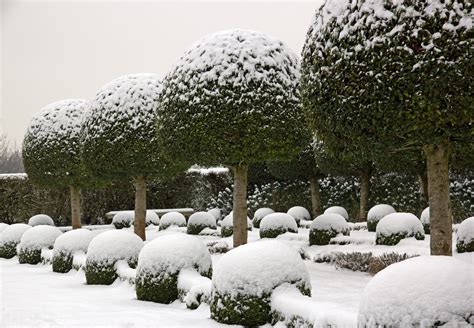 20 Of The Best Plants For Winter Install It Direct