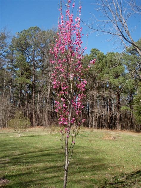 Prunus Persica Corinthian Hybrids Corinthian Peach Cultivars North