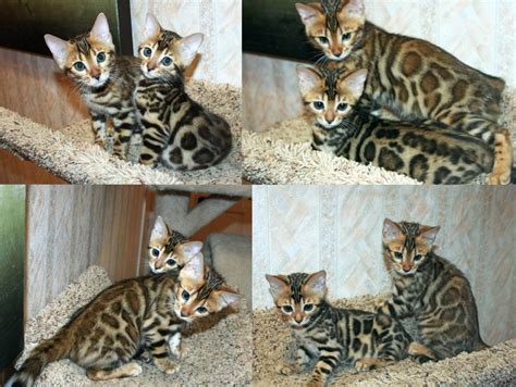 He's a big boy very strong and healthy. Bengal Kittens For Sale! San Diego Bengal Kittens