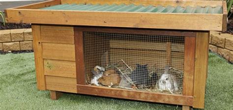 Simple Guide To Housing And Caring For Your Pet Rabbit