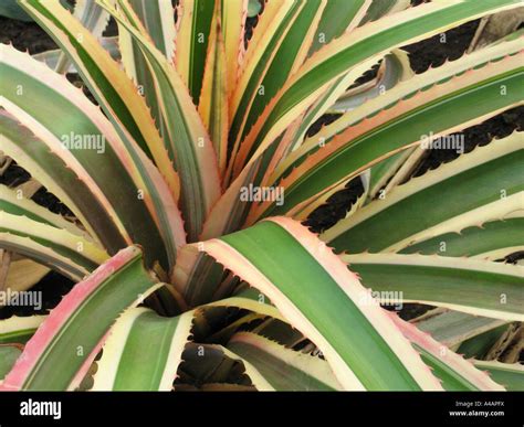 The Variegated Pineapple Plant Ananas Comosus Variegatus Stock Photo