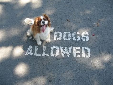 No Dogs Allowed Puppy Hond Fotos Hond Memes