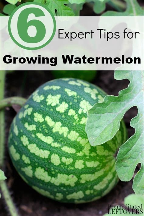 6 Expert Tips For Growing Watermelon