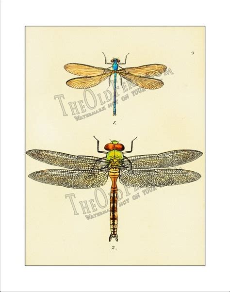 Items Similar To Dragonfly Print 08 Dragonflies Antique Vintage
