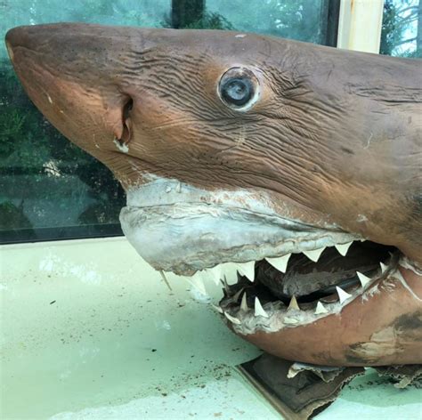 The Story Of The Great White Shark Discovered At An Abandoned Zoo