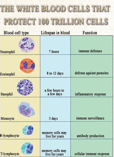 What Are The Main Functions Of White Blood Cells Quora