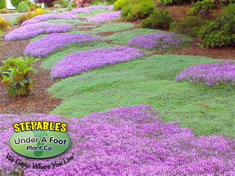 Stepablescom Plants That Tolerate Foot Traffic