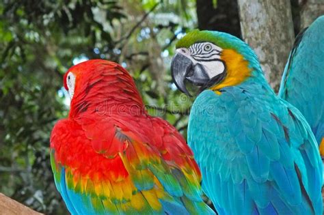 Colorful Blue And Red Ara Macaws Parrots In Bird S Park Iguazu Brazil