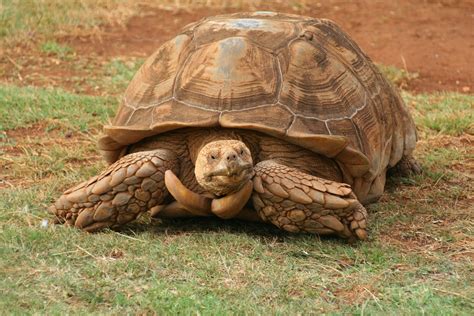 Gambar Komunitas Tanaman Gopher Tortoise Organisme Reptil Menanam