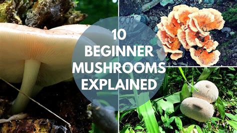 Mushroom Foraging For Beginners Youtube