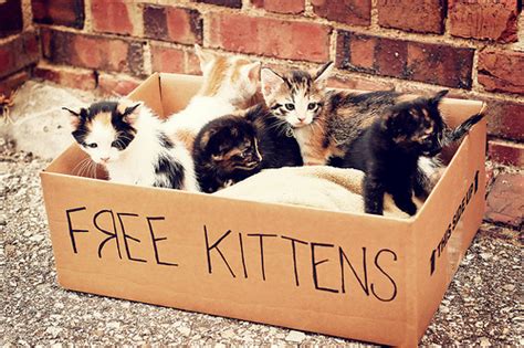 When you adopt love, you're changing their life and yours. Zestzfulness: FREE KITTENS