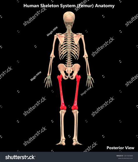 Human Skeleton System Femur Bone Joints Stock Illustration 1261565068